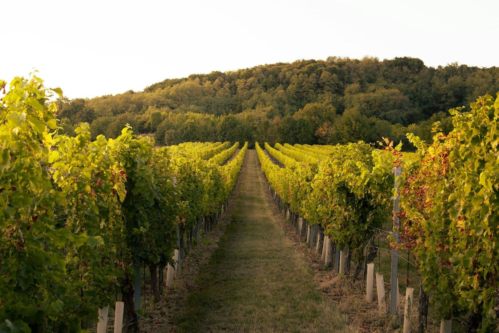 The Case for Regional Indian Wine
